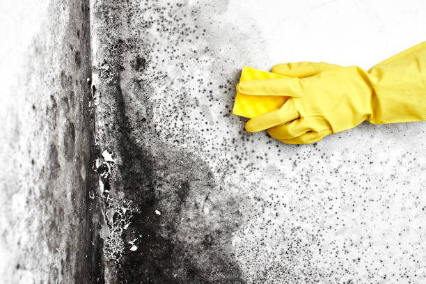 Best HVAC Mold Inspection and Cleaning  in Bristol, WI